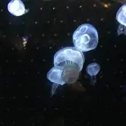 かっちんの画像
