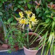 Yellow Lycoris Sの画像