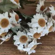 カモミールの画像