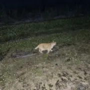 おすおす
