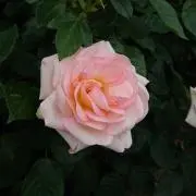 P-pinky