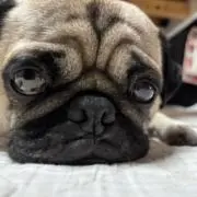 とし
