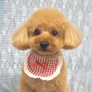 かみくんの画像