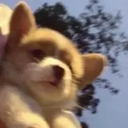 あこの画像