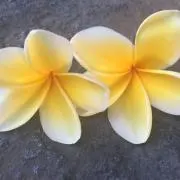 swanの画像