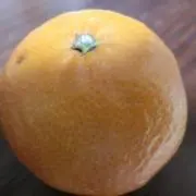 新大久保太郎の画像