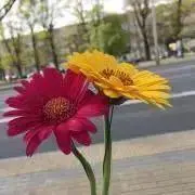 アーモンドの画像