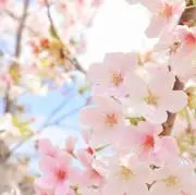 Ｍｉｍｏの画像
