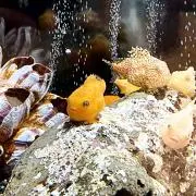 リュウの画像