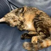 びびまるの画像