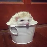 Okoto 断捨離中