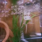 aaaaachanの画像