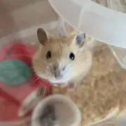 おつぶちゃんの画像