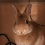 ちびりんこの画像
