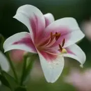 Machi