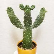 もち
