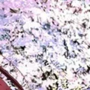 なしある