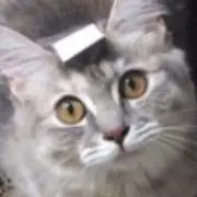 mimiの画像
