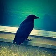 のっちーの画像
