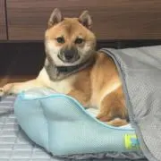 いづみんの画像