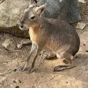 ぷうの画像