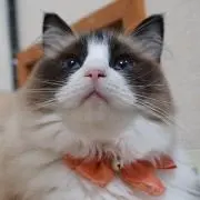 mogmogrinrin