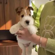しおぱんの画像