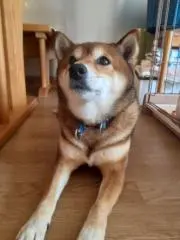 とちもち