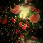 美桜の画像