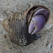 okkakityanの画像