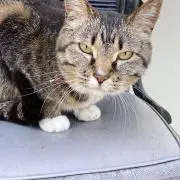 くまくまの画像