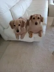 ほんちょのタマゴの画像