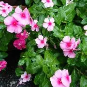 Pico