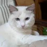 やんちゃの画像
