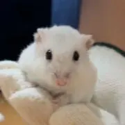 ななの画像