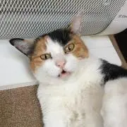 NuMANの画像