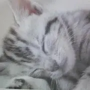 貴世子