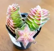 Image of まりあ,❣️コメントで割有✨その他割引➡