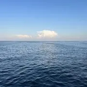cocoの画像