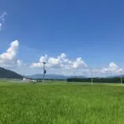タローの画像