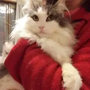 ねことわたし