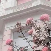 ゆに (即日発送可能)の画像