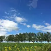まめの画像