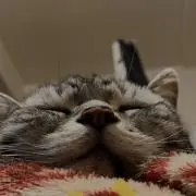 チーズくん