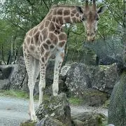 きりん〈おまとめ購入大歓迎〉の画像