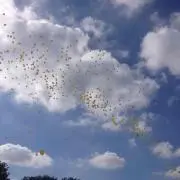 たびの画像