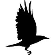 黒カラス