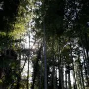 KIKIの画像