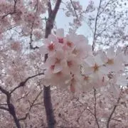 えだまめの画像