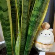 すみっこ☆の画像
